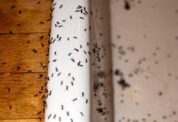 Best Residential Pest Control  in Highland On The Lake, NY
