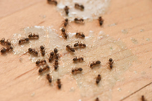 Best Pest Inspection Near Me  in Highland On The Lake, NY