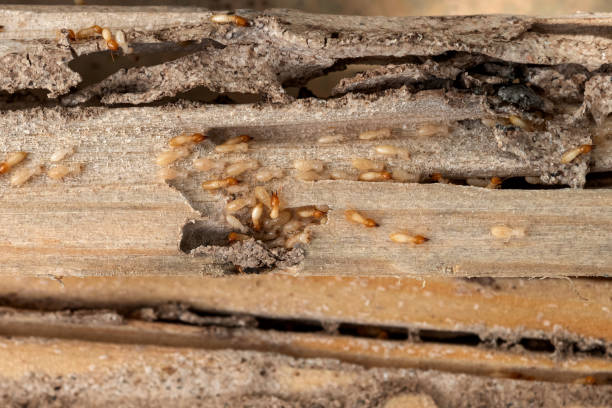 Pest Control Cost in Highland On The Lake, NY